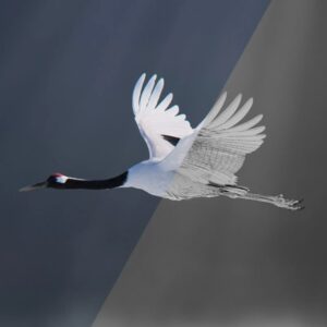 丹顶鹤动画(Blender/ 材质贴图) | VFX Grace-CGart